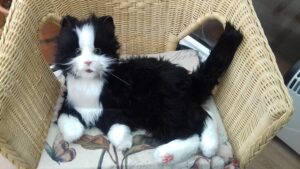 Blk Cat 300x169