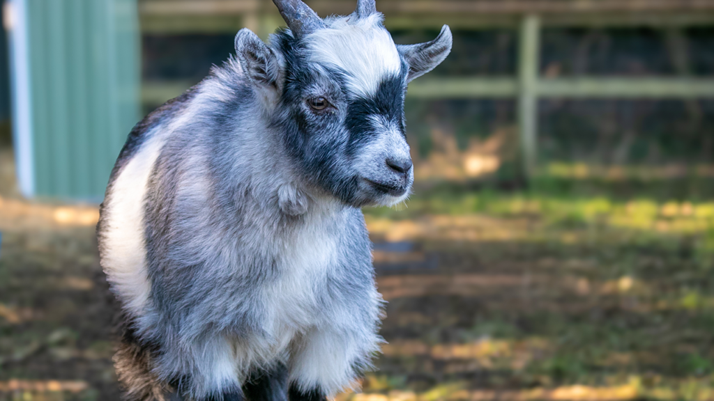 a goat is shown in the ema animal studies area at moreton