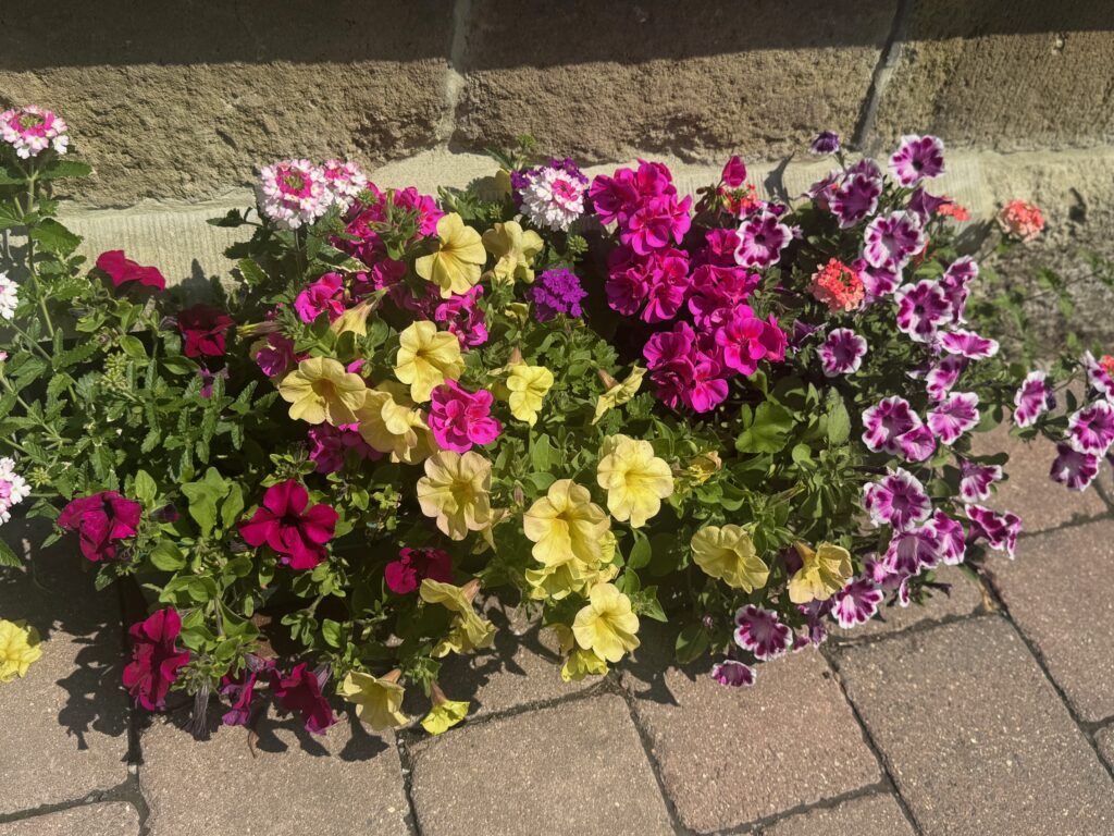 a colourful planter of plants